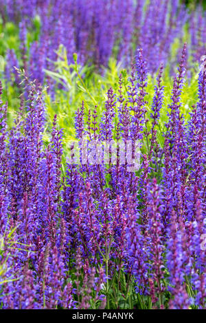 La Salvia x sylvestris 'Dear anja'. Clary balcanica 'Dear Anja' fioritura tra il fogliame verde in un giardino inglese. Regno Unito Foto Stock