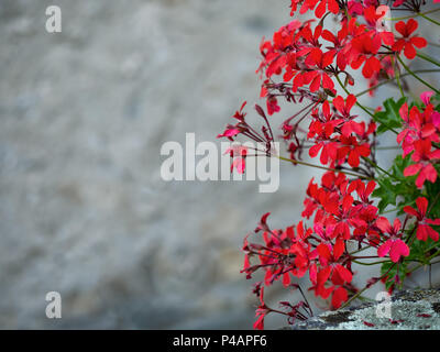 Rosso pelargoniums finale con spazio di copia Foto Stock