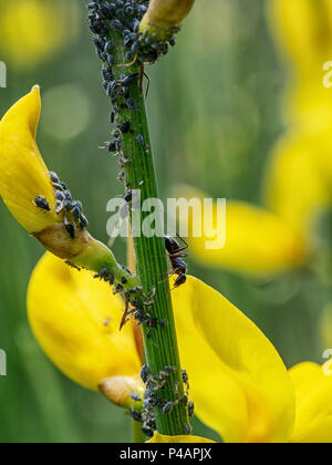 Formiche e blackfly sulla politica comune di ginestra. Macro. Foto Stock