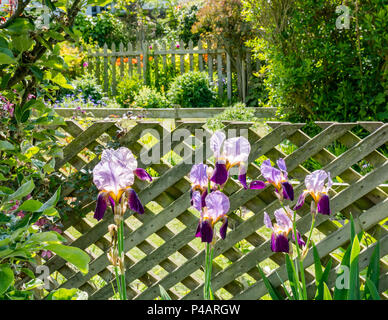 Colorata viola iride fiori contro di legno giardino recinto sul giorno di sole, Dirleton, East Lothian, Scozia, Regno Unito Foto Stock