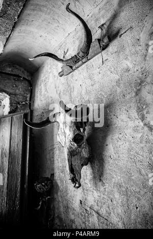 Teschi di capra per decorazione terrificanti, halloween dettaglio, stregoneria Foto Stock