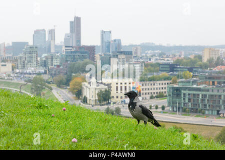 Corvi grigio frequenti i visitatori nelle città europee Foto Stock