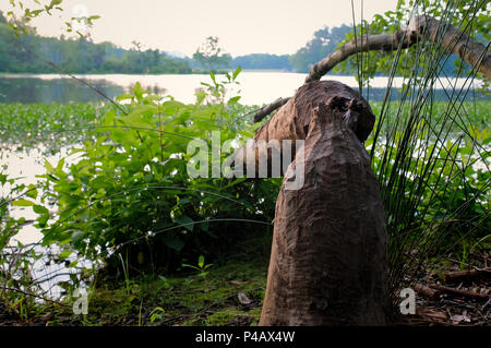 Il lavoro di un occupato beaver è evidente con un albero caduto che è stato rosicchiato giù al Lago di Raleigh in Raleigh North Carolina Foto Stock