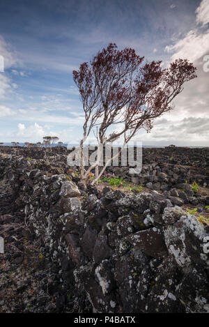 Portogallo Azzorre, isola Pico, Arcos, vigneti fatta di pietra vulcanica Foto Stock