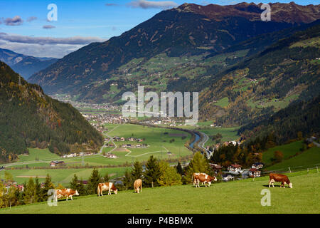 Di Zell am Ziller, valle Zillertal, alp, pascolo alpino, mucche, Zell-Gerlos, Tirolo, Austria Foto Stock