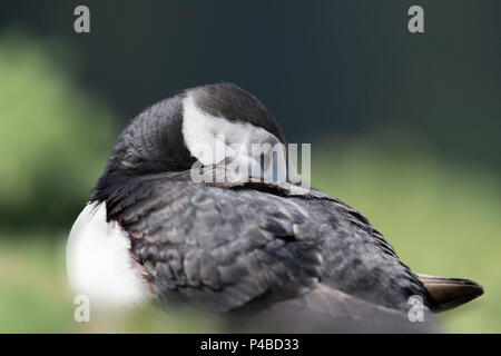 Puffin carino sull isola circondata dal verde delle foglie e cielo Foto Stock