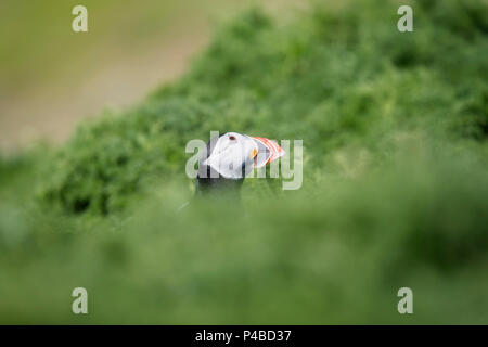 Puffin carino sull isola circondata dal verde delle foglie e cielo Foto Stock