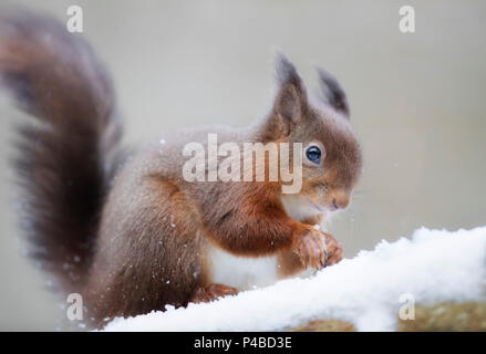 Scoiattolo rosso nei boschi nella neve Foto Stock