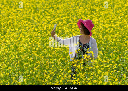 Prendendo un selfie, un turista gode di colore giallo brillante campo di piante di colza, Duolun, Mongolia Interna, Cina Foto Stock