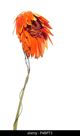 Fiori appassiti di Gerbera (genere delle piante in Asteraceae o famiglia a margherita). Fiori secchi e foglie. Tristezza, emozioni. Close-up. Isolato su whit Foto Stock