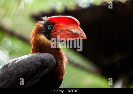 Close-up verticale di un marrone parrot hydrocorax buceros con un becco rosso e gli occhi blu con nessun ramo di un albero Foto Stock