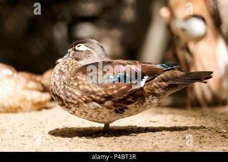 Close-up verticale di un sonno anatra marrone su di una spiaggia di sabbia in una calda giornata estiva Foto Stock