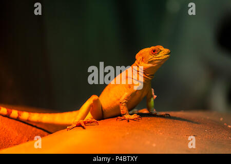 Close-up di un verde basilisk lizard si siede su un ramo e guarda verso la fotocamera sotto la orange raggi di una lampada Foto Stock