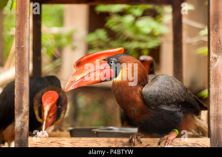 Close-up verticale di un marrone parrot hydrocorax buceros con un becco rosso e gli occhi blu con nessun ramo di un albero Foto Stock