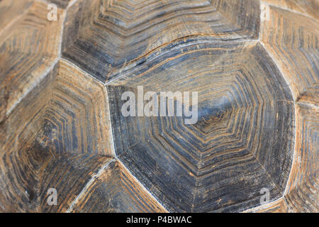 Close up tartaruga gigante shell sullo sfondo di texture. Foto Stock