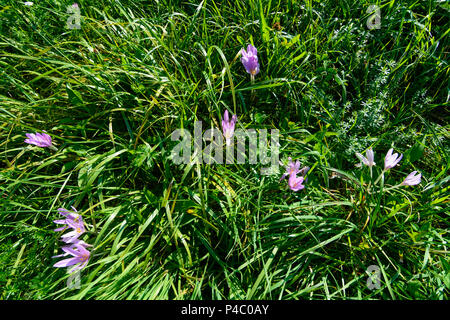 Maria-Anzbach, Herbstzeitlose (autunno crocus, prato zafferano, Colchicum autumnale), Wienerwald (Vienna Woods), Austria Inferiore, Austria Foto Stock