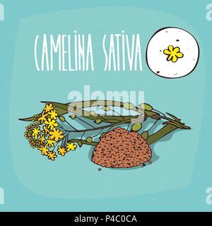 Set di impianto isolato Camelina sativa fiori ha cantato con foglie, semi, semplice round icona del falso lino su sfondo bianco, scritte iscrizione è venuto Illustrazione Vettoriale