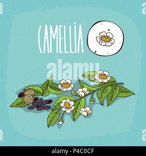 Set di impianto isolato Camellia fiori ha cantato con foglie, semi, semplice round icona di Camellia oleifera su sfondo bianco, scritte iscrizione è venuto Illustrazione Vettoriale