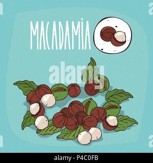 Set di impianto isolato di noci di Macadamia ha cantato con foglie, semplice round icona di noci di Macadamia su sfondo bianco, scritte iscrizione Macadamia Illustrazione Vettoriale