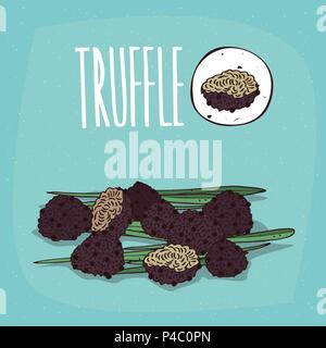 Set di impianto isolato tartufo funghi erba con foglie, semplice round icona di tartufo nero funghi su sfondo bianco, scritte iscrizione Truf Illustrazione Vettoriale