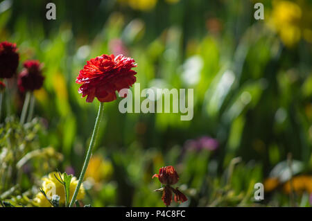Ranunculus fiore sboccia nel giardino Foto Stock