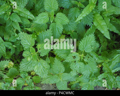 Ortica (Urtica dioica) aka ortica pianta Foto Stock