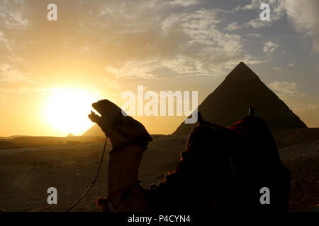 Un cammello ride al sole di fronte le piramidi di Giza Foto Stock