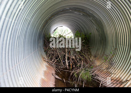 A Beaver Dam essendo costruito all'interno di un canale sotterraneo su una strada forestale nelle Montagne Adirondack, NY USA Foto Stock