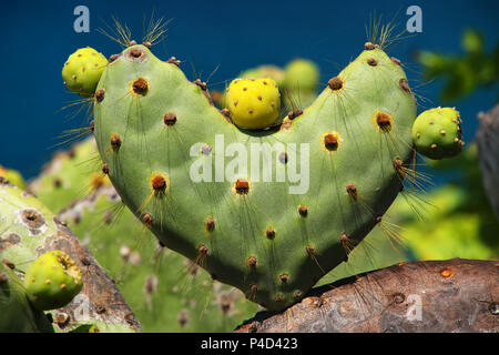 Le Galapagos ficodindia a forma di cuore sulla isola Rabida, Galapagos National Park, Ecuador. È endemico delle Isole Galapagos. Foto Stock