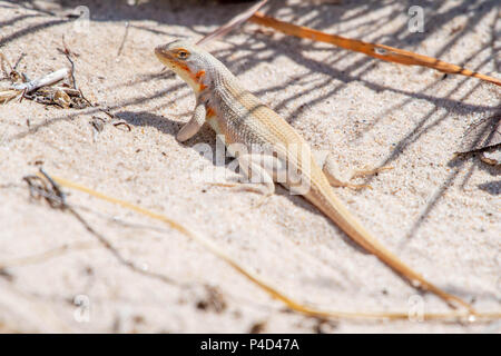 Dune di sabbia lizard, (Sceloporus arenicolus), femmina nella colorazione di allevamento. Mescalero Sands, Chaves Co., New Mexico, Stati Uniti> Foto Stock