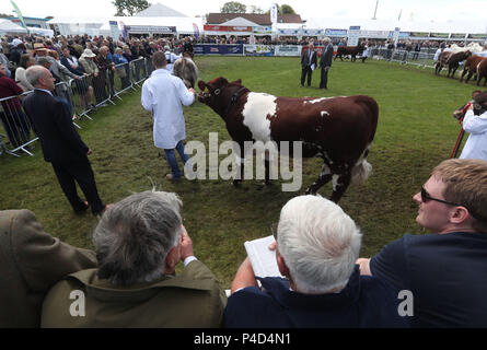 Carni bovine bovini Shorthorn nell'anello durante il giudicare al Royal Highland Show che si terrà a Ingliston a Edimburgo. Foto Stock