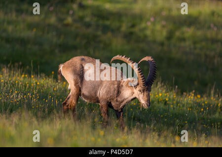 Il pascolo naturale maschio adulto alpine Capra ibex capricorno nella prateria verde Foto Stock