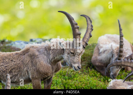 Gruppo di cornuto naturale alpino maschio Capra ibex capricorns in ambiente verde Foto Stock