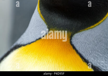 Pinguino reale di close-up di colorate piume di collo Foto Stock