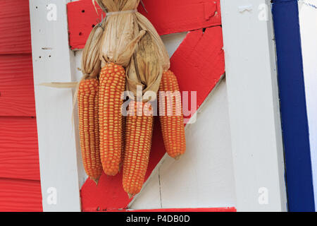 A secco di mais crudo tenendo premuto sulla parete in legno sfondo. Foto Stock