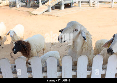Molte pecore in th farm, sfondo animale. Foto Stock