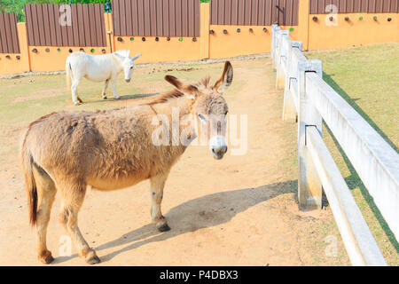 Carino asino marrone nella farm sfondo. Foto Stock