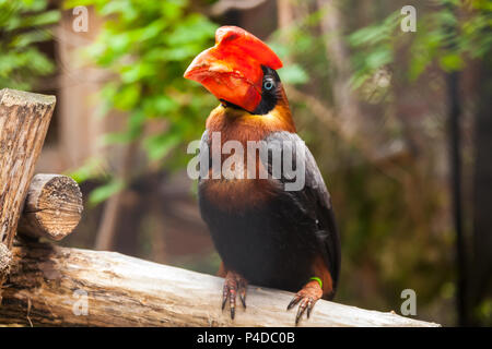 Close-up verticale di un marrone parrot hydrocorax buceros con un becco rosso e gli occhi blu con nessun ramo di un albero Foto Stock