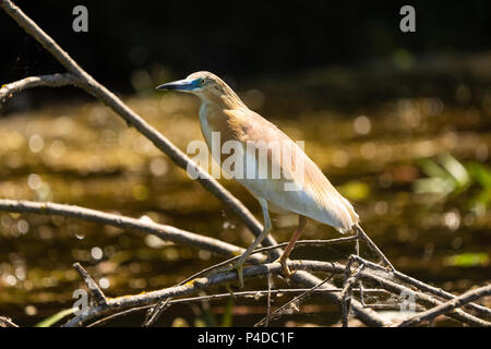 Sgarza ciuffetto (Ardeola ralloides) seduto su un ramo su acqua blu nella bellissima luce del tramonto nel delta del Danubio Foto Stock