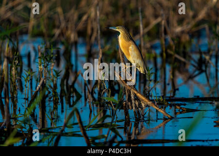 Sgarza ciuffetto (Ardeola ralloides) seduto su un ramo su acqua blu nella bellissima luce del tramonto nel delta del Danubio Foto Stock