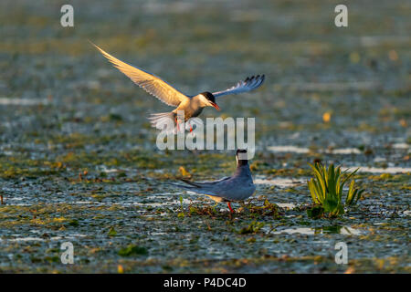 Bianco-cheeked tern famiglia nidificanti nel Delta del Danubio Foto Stock