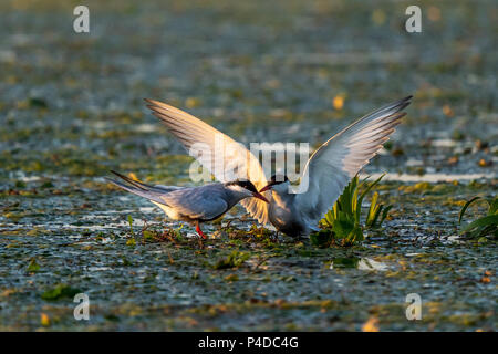 Bianco-cheeked tern famiglia nidificanti nel Delta del Danubio Foto Stock