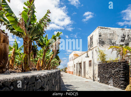 Un grappolo di banane appeso sul lato di una strada sull'isola di La Palma, Canarie Foto Stock