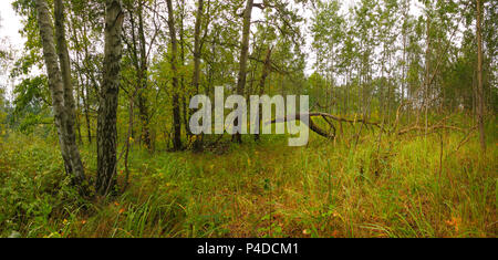 Foresta erbosa con la betulla e alberi di Aspen. Polonia, Santa Croce montagne. Foto Stock