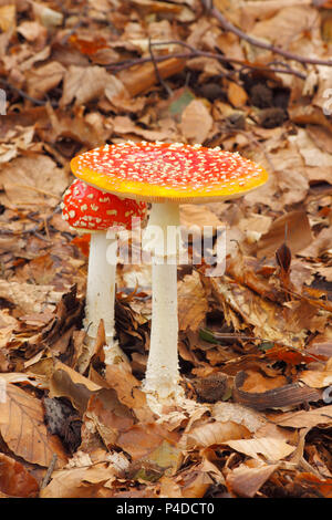 Giovane e maturo Fly Agaric (amanita muscaria) funghi che crescono in una foresta. Polonia, Santa Croce montagne. Foto Stock