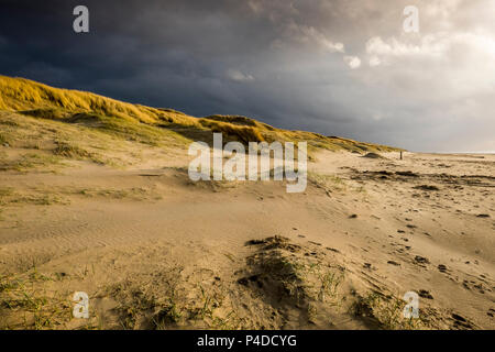 Costa del Mare del Nord le dune, vicino a Bergen aan Zee, Paesi Bassi, Foto Stock