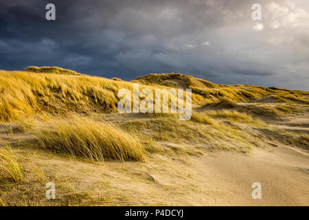 Costa del Mare del Nord le dune, vicino a Bergen aan Zee, Paesi Bassi, Foto Stock