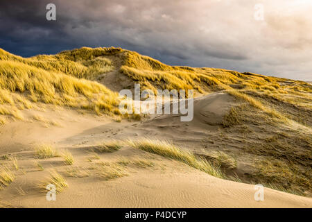 Costa del Mare del Nord le dune, vicino a Bergen aan Zee, Paesi Bassi, Foto Stock