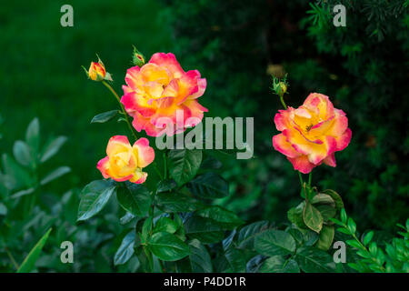 Blooming Pullman Orient Express le rose in giardino Foto Stock