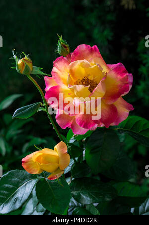 Blooming Pullman Orient Express le rose in giardino Foto Stock